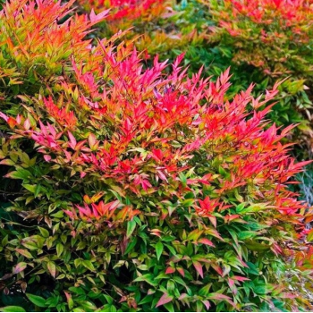 NANDINA Bajeczny bambus - sadzonki 20 / 30 cm